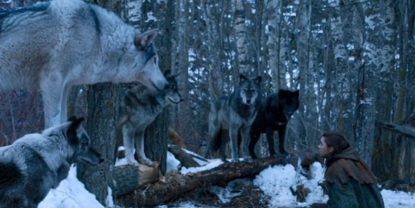 Image de la série Game of thrones, on y voit nymeria avec Arya.